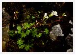 Saxifraga cernua * Drooping Saxifrage - Ben Lawyers - June 1988 * 5489 x 3893 * (4.76MB)